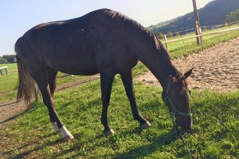 Erschossen: Polizei ermittelt nach Pferdemord - Erschossen: Dieses Sportpferd wurde in Hennersdorf tot aufgefunden. Die Polizei ermittelt.