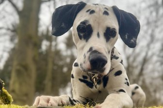 „Erschreckender Vorfall“: Tierarzt im Erzgebirge kämpft um das Leben von Hund Kitty - Hündin Kitty musste nach einer Vergiftung um ihr Leben kämpfen.