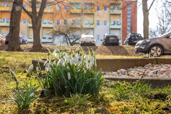 Erst Dauerfrost, jetzt plötzlich Frühlingsgefühle: So genießen Erzgebirger den Wetterumschwung - Erste Frühlingsblumen – hier Schneeglöckchen in Zwönitz – sind bereits zu sehen.