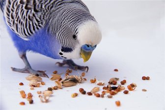 Erst kommt das Fressen - Lecker!