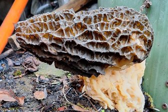 Erstaunlicher Pilz-Fund im Erzgebirge: Morchel mit XXL-Maßen - So sah die Spitzmorchel aus, als sie Dieter Müller an seinem Kompostbehälter gefunden hat.