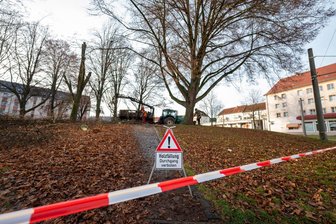 Erste Arbeiten für neuen Einkaufsmarkt in der Plauener Südvorstadt - An der Oelsnitzer Straße haben am Dienstag Baumfällarbeiten begonnen.
