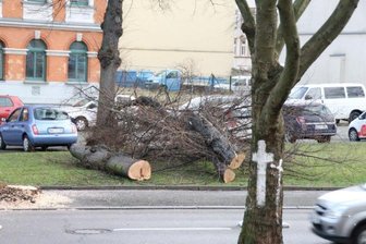 Erste Bäume an Reichenhainer Straße gefällt -