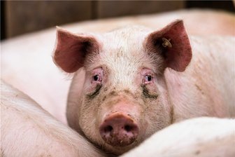 Erste Fälle von Schweinepest bei Hausschweinen in Deutschland - In Brandenburg wurden jetzt erstmals in Deutschland Hausschweine positiv auf ASP getestet. 