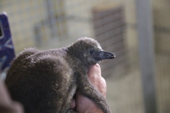 Erste Fotos von Pinguin-Küken - Das Küken bringt 13 Tag, nachdem es geschlüpft ist, bereits 1077 Gramm auf die Waage.