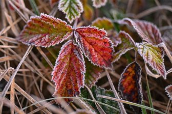 Erste frostige Nacht im Vogtland – wann wird es wieder milder? - Bei leichtem Frost hat sich am Samstagmorgen Reif auf den Wiesen gebildet.