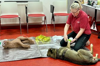 Erste Hilfe am Hund: DRK im Erzgebirge startet besondere Kursreihe - das sagen die Teilnehmer - Seelenruhig lässt sich Schäferhund-Mischling Juri von Frauchen Conny Müller zu Anschauungszwecken einen Pfotenverband anlegen. Links daneben ein Hunde-Dummy.