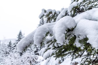 Erste Orte in Mittelsachsen machen Skilauf möglich - Auch im Erzgebirge ist der erste Schnee gefallen, aber zum Spuren der Loipen reicht es noch nicht überall.