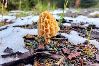 Erste Speisepilze im oberen Vogtland gefunden - Die ersten Speisepilze des Jahres im oberen Vogtland: Speisemorchel im Hüttenbachtal Zwota.