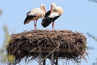 Erste Störche zurück im Vogtland - Bereits Anfang März sind die Störche in Weischlitz angekommen und machten schon lautstark auf sich aufmerksam. 
