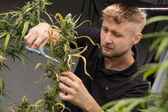Erster Cannabisverein im Vogtland bereitet sich auf Ernte vor: Wer etwas abbekommen darf - Bald kann geerntet werden. Aurel Berlinski (24) hat den ersten Cannabisverein des Vogtlands gegründet.