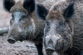 Erster Fall von Afrikanischer Schweinepest in Sachsen bestätigt -