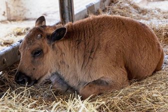 Erster Nachwuchs auf Bison-Weide im Erzgebirge: Gleich fünf Kälber angekommen - Manchmal kann man die Kleinen ganz aus der Nähe beobachten.