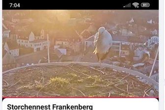 Erster Storch der Saison: Webcam hält Frühlingsboten im Bild fest - Der Frühling ist in Frankenberg angekommen: Bei Facebook wurde dieses Bild, aufgenommen von der Webcam, gepostet.