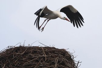 Erster Storch schon zurück aus Süden -