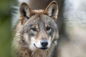 Erster Wolf im Vogtland ist bestätigt - Ein Wolf.