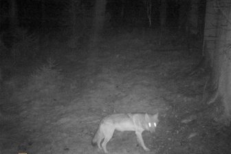 Erster Wolf im Vogtland? Wie Experten die Sichtung bei Landwüst einordnen - Dieses Foto entstand am 4. Oktober bei Landwüst. Eine Fotofalle löste aus.