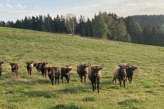 Erstes größeres Schlachthaus im Erzgebirge entsteht - Jens Ellinger aus Oberwiesenthal und Uwe Stöckel, der mit der gleichnamigen Genussmomente GmbH einen Waldgasthof und ein Hotel im Erzgebirge betreibt und selbst eine Auerochsenherde besitzt, haben die Erzland Manufaktur GmbH gegründet.