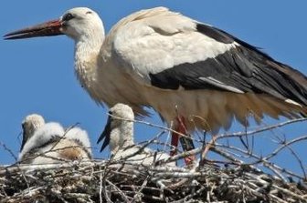 Erstmals Nachwuchs an der Töpferei - Das Storchenmännchen kümmert sich in Waldenburg um seinen Nachwuchs.