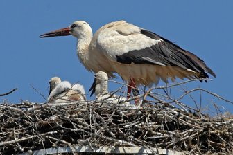 Erstmals Nachwuchs an der Waldenburger Töpferei -