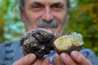 Erstmals Trüffeln im Erzgebirge - Pilzberater Frank Demmler präsentiert zwei der in Bernsbach gefundenen Sommertrüffeln.