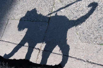 Erzgebirge: Achtjähriger an Bushaltestelle von Hund gebissen - Polizei ermittelt - Ein Kind ist im Erzgebirge von einem Hund gebissen worden.
