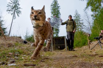 Erzgebirge adé: In Region ausgewilderter Luchs überquert Autobahnen und wandert aus - Im März 2024 war Luchsweibchen Nova im Erzgebirge in die Freiheit entlassen worden.