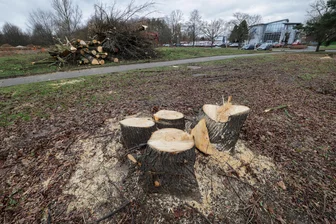 Erzgebirge: Baumfällverbot tritt in Kraft - Ab 1. März nicht mehr möglich: Mit dem Beginn der Vegetationsperiode tritt das gesetzliche Baumfällverbot in Kraft.