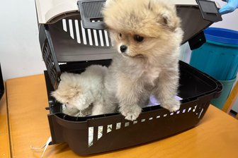 Erzgebirge: Bundespolizei übergibt Hundewelpen an Tierärztin - Die beschlagnahmten Hundewelpen waren nicht ausreichend geimpft und außerdem zu jung für die Reise.