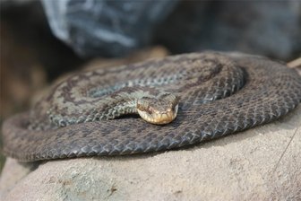 Erzgebirge: Exkursion in den Lebensraum der Kreuzotter und anderer Reptilien - Die Kreuzotter ist das „Reptil des Jahres 2024“.