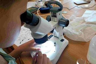 Erzgebirge: Ferien im „Spinnencamp“ - Auch interessant: Spinnen unterm Binokular.