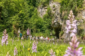 Erzgebirge: Führung zu den Orchideenwiesen - Die Knappschaft Lengefeld veranstaltet eine Führung unter anderem zu den Orchideenwiesen (Archivfoto).