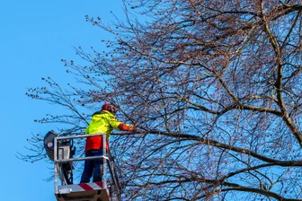 Erzgebirge: Kurzzeitige Straßensperrungen wegen Baumpflege und Wasserhavarie - Wegen Baumpflegemaßnahmen kommt es im Stadtgebiet zu kurzzeitigen Vollsperrungen.