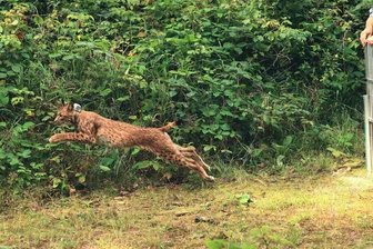 Erzgebirge: Luchs Anton ist tot - Was das für das Auswilderungsprogramm bedeutet - Anton am Tag seiner Freilassung Ende August im Forstbezirk Eibenstock.
