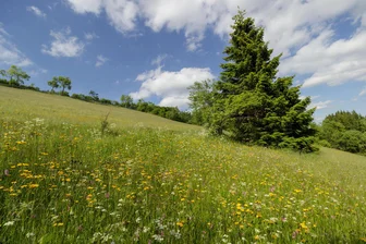 Erzgebirge: Naturkundliche Tour führt durch den Zechengrund - Durch den Zechengrund in Oberwiesenthal führt am 17. Juli eine naturkundliche Tour.