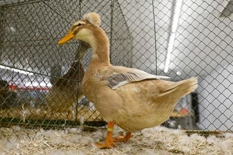 Erzgebirge: Rassegeflügel und Kaninchen zu sehen - Am Wochenende findet in Arnsfeld die Ortsschau des Rassegeflügel- und Kaninchenzüchtervereins statt (Symbolbild).