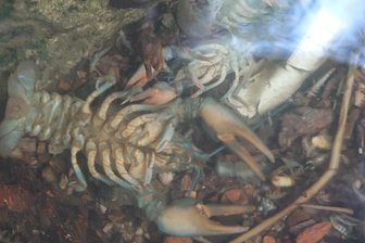 Erzgebirge: Tiersterben in Bach gibt Rätsel auf - Der Hegebach in Oelsnitz war kürzlich voller toter Krebse.