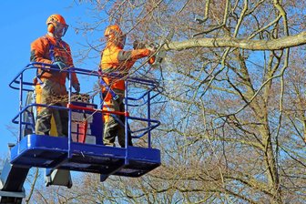 Erzgebirge: Verkehrseinschränkungen und Vollsperrungen wegen Baumpflegearbeiten - Vom 10. bis 18. Oktober werden an mehreren Standorten in Annaberg-Buchholz Baumpflegearbeiten durchgeführt.
