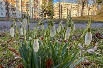 Erzgebirge vor dem Temperatur-Sprung: Schneeglöckchen läuten den Frühling ein - Die ersten Schneeglöckchen im Erzgebirge sind da.