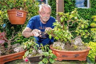 Erzgebirger bangt um Präsentation auf der Buga in Mannheim: Bonsai-Fuchsien sind erfroren - Claus Töpfer kümmert sich täglich um seine Fuchsien, zu denen zahlreiche Bonsai gehören.