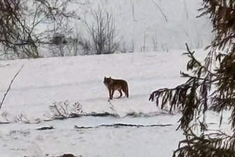 Erzgebirger filmt Wolf am Fichtelberg – „Ich habe das Handy rausgeholt und draufgehalten“ - Diese Aufnahme zeigt das Tier, das René Escher am Dienstagfrüh am Fichtelberg gefilmt hat.