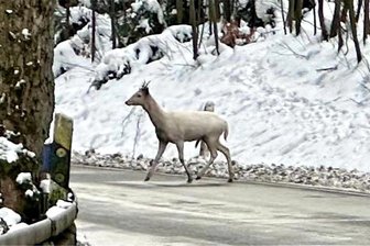 Erzgebirger gelingt Foto von weißem Wild: Ist es ein seltener Albino-Rehbock? - Dieses Tier konnte Rainer Dohle aus Annaberg-Buchholz nahe Arnsfeld fotografieren. Doch was ist es?