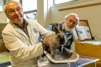 Erzgebirger zeigen Kaninchen und Geflügel - Ein Bild aus 2022: Preisrichter Gerd Schulze wertet ein Kaninchen von Vereinschef Wolfgang Franke (r.).