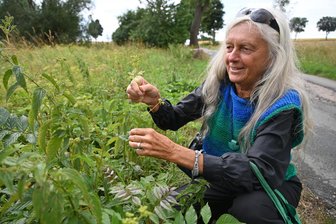 „Es geht es um Knigge in der Natur“ – die Kunst der Kräuterfrau von Großhartmannsdorf bei Freiberg - Sigrid Markstein ist profunde Kennerin der Pflanzenwelt. Die Erzgebirgerin lädt zu Exkursionen in Sachen Kräuterkunde ein.