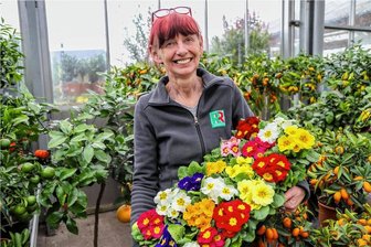 Es geht wieder los: Erzgebirger starten in die Gartensaison - Jana Harnisch, Verkaufsleiterin im Floraland Zwönitz, mit einer Palette bunter Primeln. Hinter ihr steht eine Auswahl an Zitrusbäumchen, die erst vor wenigen Tagen aus Italien geliefert wurden. 