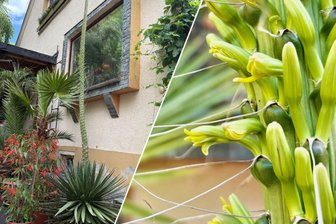 „Es ist fantastisch“: Seltenes Naturschauspiel im Erzgebirge - Agave blüht nach Jahrzehnten das erste und letzte Mal - In Lauter gibt es derzeit ein seltenes botanisches Schauspiel zu beobachten: eine Agave blüht.