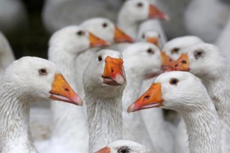 Es lebe die Gans! - Hochgenuss geht auch ganz ohne Gans.