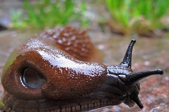 Es schleimt - Nicht schön und lästig: die Nacktschnecke.