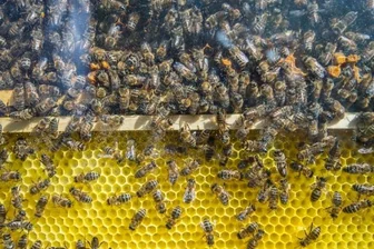 Es summt und brummt im Kräutergarten - Der neue Bienenschaukasten ist im Kräutergarten hinter dem Karl-Aurand-Haus aufgebaut.