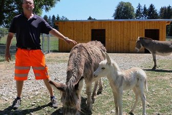 Eselglück in Pausa: Tiergehege erwartet doppelten Nachwuchs - Den niedlichen Eselnachwuchs zeigt Oliver Grimm. Elli heißt die Eselmama. Und Emmi (rechts) bekommt auch demnächst Nachwuchs.